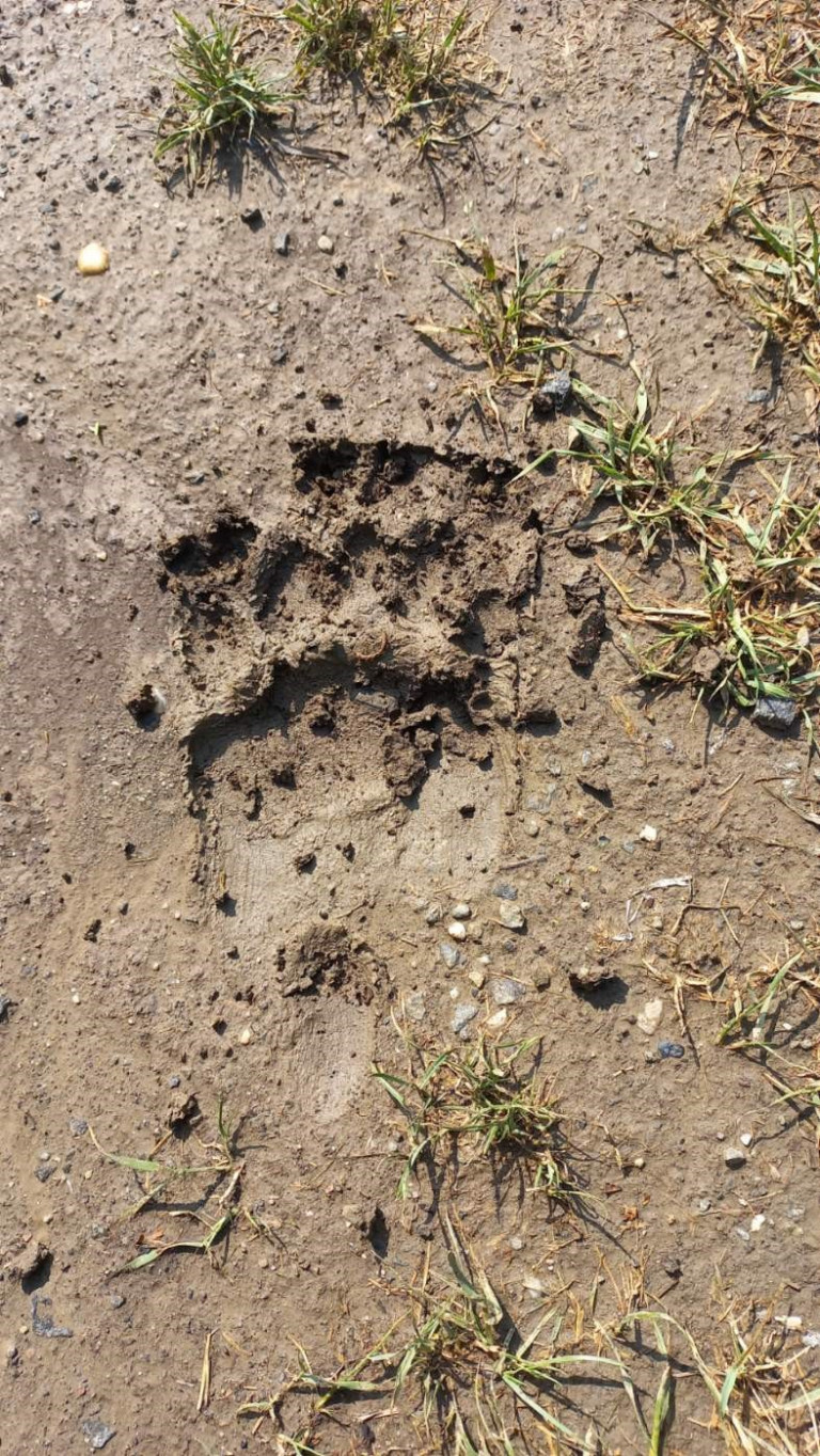 Medvét észleltek egy Pest megyei település határában