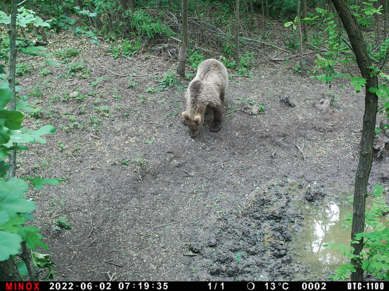 Megint medvét láttak a Börzsönyben: Kismaroson, lakott területen találkoztak az állattal
