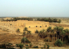Irak: ötmillió fával védekeznének a homokviharok ellen 