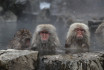 Agresszív majmok zaklatják egy japán város lakóit