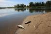 Egyelőre rejtély, mitől pusztulnak a halak az Odera folyóban