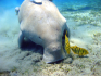 Kihalhatott Kínában a dugong