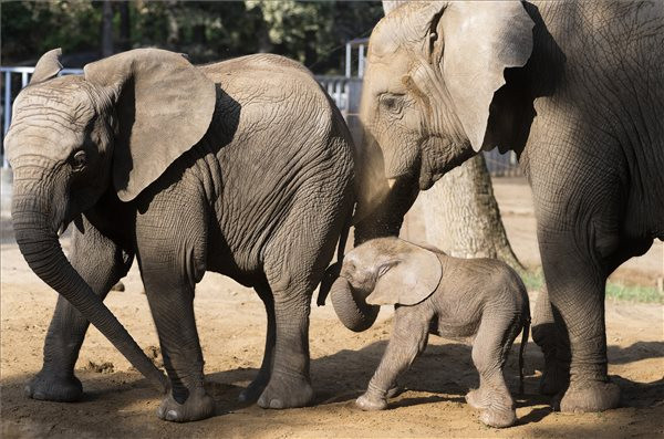 Afrikai elefánt született a Nyíregyházi Állatparkban