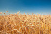 Ukrajnában idén sokkal kevesebb gabonát tudtak betakarítani
