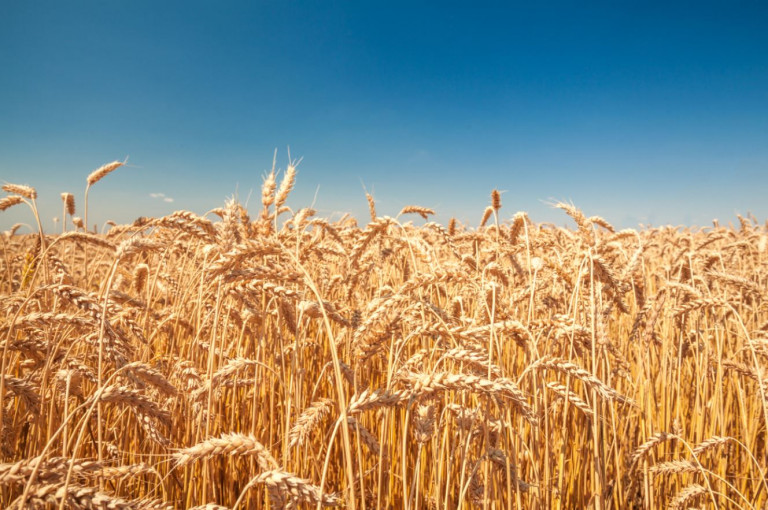 Az Európai Bizottság vámemelést javasol az orosz és fehérorosz gabonatermékekre