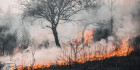  Tavaly több mint félmillió hektárnyi terület égett le