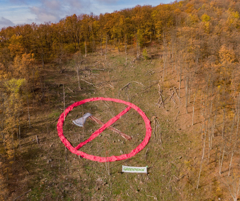 Tarra vágott nemzeti parkból üzentek a Greenpeace aktivistái