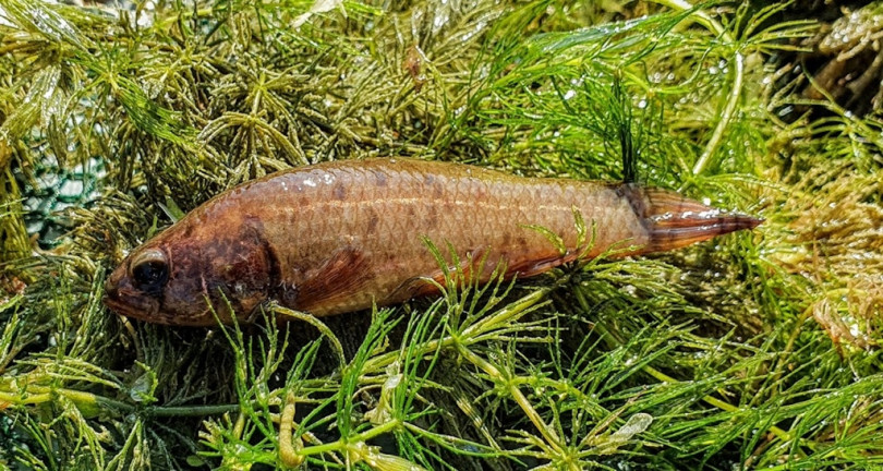 Különös nevű hal nyert a közönségszavazáson