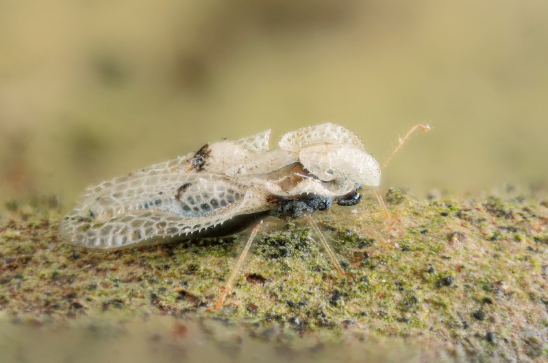 Corythucha ciliata