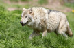 Magyarországig vándorolt egy svájci farkas