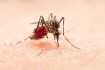 Hirtelen megnőtt a dengue-lázas esetek száma Bolíviában