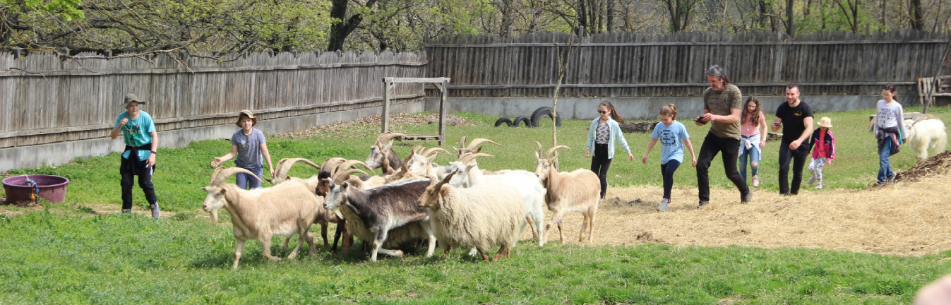 Sorfalat álltak a kecskéknek a mentett állatok kertjében - FOTÓK