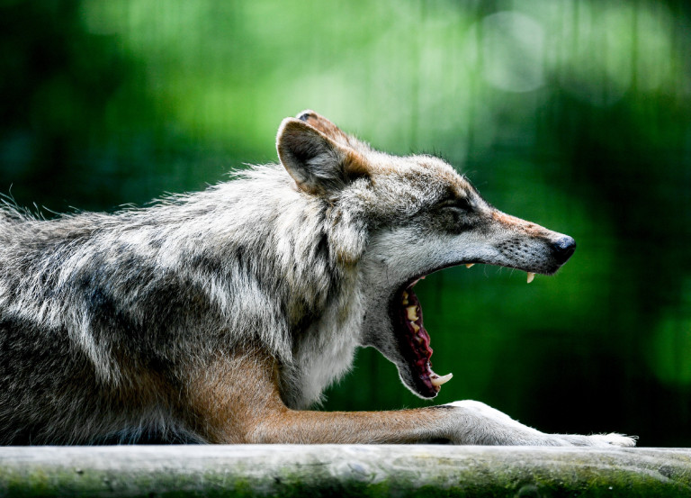 Több kutyát esznek az erdélyi farkasok, mint juhot