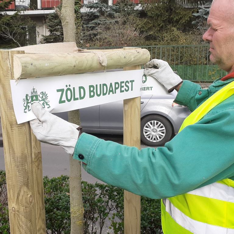 Csaknem ezerötszáz fát ültetett a Főkert tavasszal Budapesten 