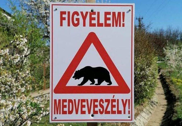 Medve járhat Heves megyében