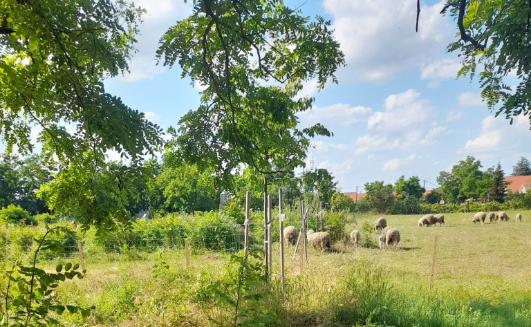 Halottgyalázás vagy praktikus megoldás, hogy ráeresztették a birkákat a temetőre Zsadányban? 