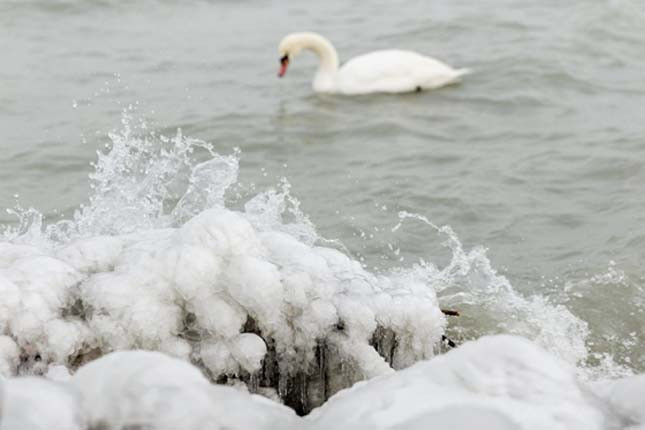 Balatonba fagyott hattyúkhoz riasztották a vízimentőket