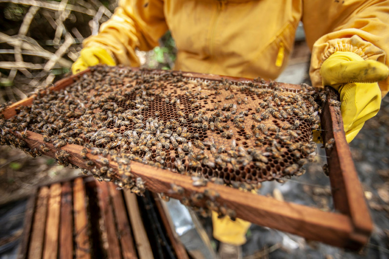 Az ukrán mézre már nem vonatkozik a behozatali tilalom