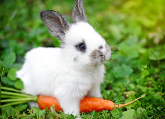 Figyelmeztetnek az állatvédők: Ne ajándékozzunk élő állatot húsvétra