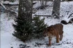 Fenyőfával kötik le a tigris figyelmét Nyíregyházán