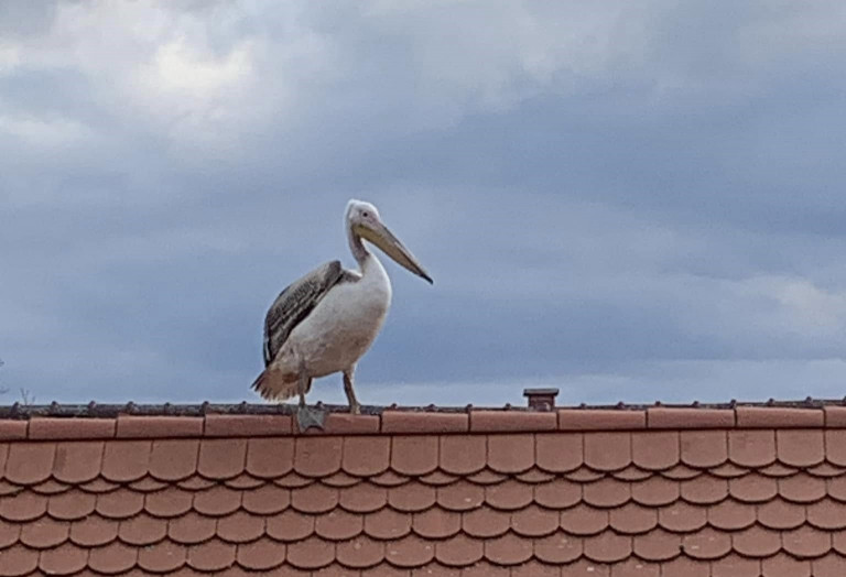 Pelikánt fotóztak egy tetőgerincen Maroslelén