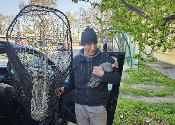 Ez történik, ha gyöngytyúk rohangál a városi forgalomban