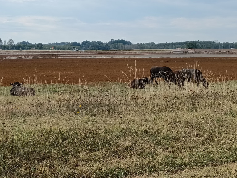 Helyreállították a bivalyok a mórahalmi Nagyszéksós-tavat, most karbantartják