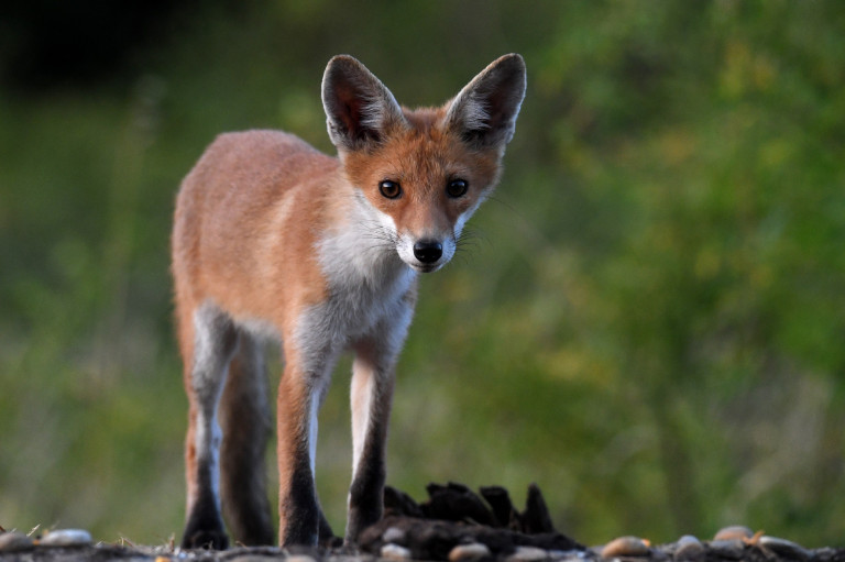 Hiába cukik, a veszettség után újabb, akár halálos betegséget is terjeszthetnek a rókák 