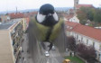 Útszéli rovásírás