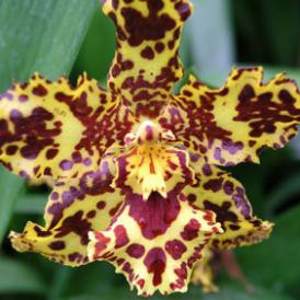 15. Európai Orchidea Kiállítás