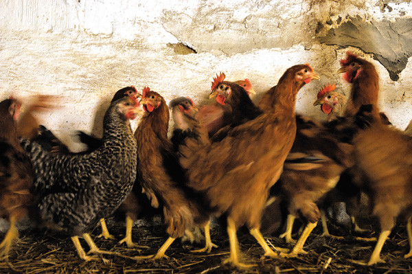 Emberekre terjedt át a madárinfluenza H5N8 nevű törzse