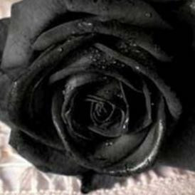 A jog erejéről és erőtlenségéről