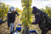A tokaji NER-lovagoknak kedvezne a bortörvény új tervezete 