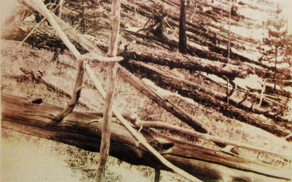 Tunguszka, 1927 - Ennyi maradt az erdőből