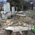 Kegyetlen fairtás egy pilisi temetőben