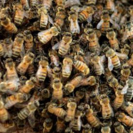 Számolatlan dolgozók