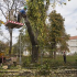 Engedély nélkül vágják a fákat az Orczy parkban 