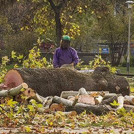 Magának engedélyezhette a kormány a Ludovika téri favágást