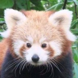 Magyar lélek, francia panda, osztrák szakáll