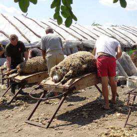 „Pokol az életem, eladok mindent” – Így gyilkoljuk egymást az Alföldön