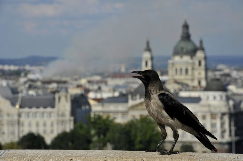 Ég a ház, az előtérben egy dolmányos varjú