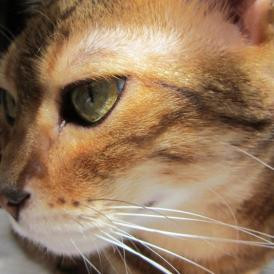 Adózz a macskád után is! – Furcsa adónemek a nagyvilágból