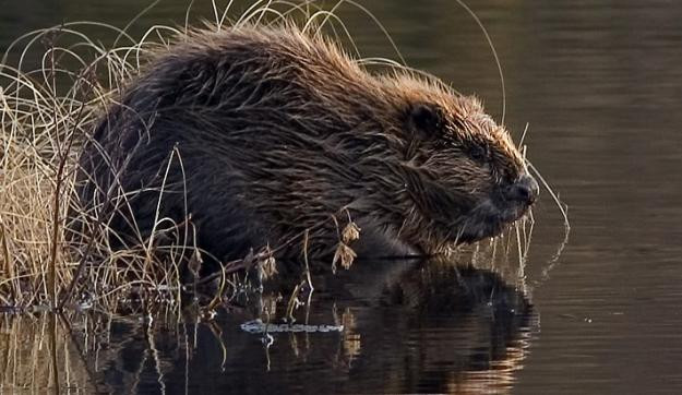Hordja az irháját - A hód visszatér!