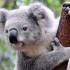 Két hétalvó közelít - Megjöttek a koalák