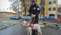 „Autó, de nem taxi” – Vakvezető kutyák Magyarországon