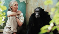 „Nyugdíjaztak 400 majmot” - Jane Goodall etológus