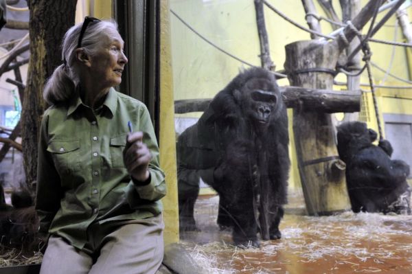 Jane Goodall és a gorillák
