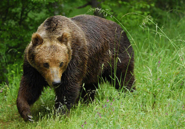 Medve üldözött két embert Szlovákiában, egy nőt holtan találtak