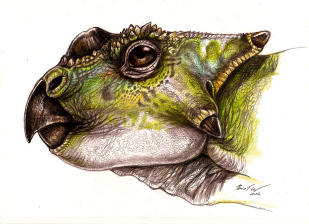 Ajkaceratops kozmai. Grafika: Pecsis Tibor