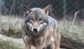 Már a Bükki Nemzeti Park területén jár a svájci farkas